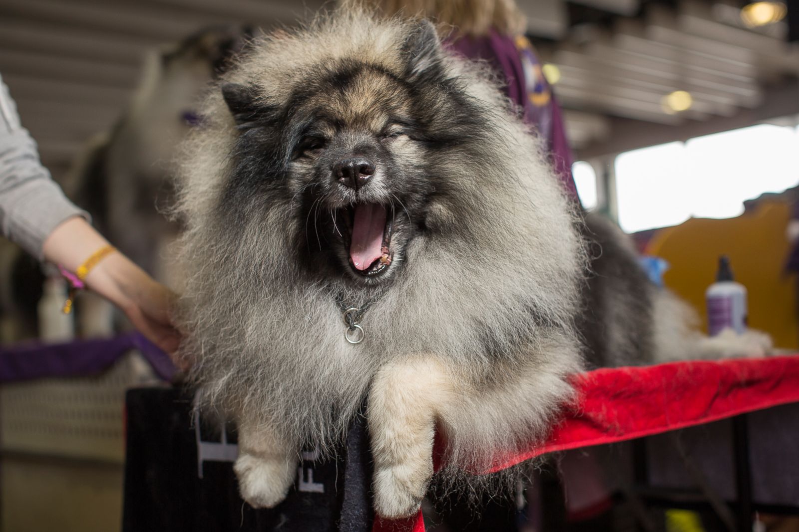 The lovable faces of the dogs at the Westminster Dog Show Photos